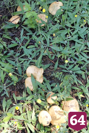 Саратовцы собирают грибы ящиками и ведрами
