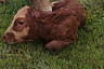 Саратовские ветеринары помогли корове Дочке родить Сынка